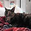 Thumbnail photo of Chiquita #3