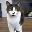 Thumbnail photo of Coco #2