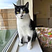 Thumbnail photo of Coco #3