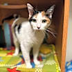 Thumbnail photo of Muffin - Sponsored #1