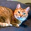 Thumbnail photo of Lily #1