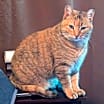 Thumbnail photo of Lily #2