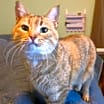 Thumbnail photo of Lily #3