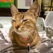 Thumbnail photo of Lily #4