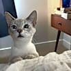 Thumbnail photo of Griffin #1