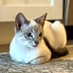 Thumbnail photo of Griffin #2