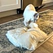 Thumbnail photo of Griffin #3