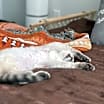 Thumbnail photo of Griffin #4