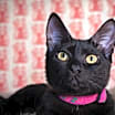 Thumbnail photo of Starling #1