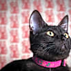 Thumbnail photo of Starling #3