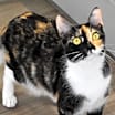 Thumbnail photo of Buttons #1