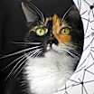 Thumbnail photo of Buttons #2
