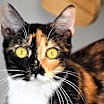 Thumbnail photo of Buttons #4