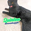 Thumbnail photo of Quinton Boondoggle #1