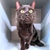 Thumbnail photo of Quinton Boondoggle #2