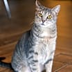 Thumbnail photo of Gigi #3