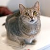 Thumbnail photo of Gigi #4
