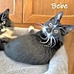 Thumbnail photo of Tina and Bebe #1