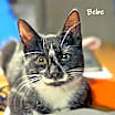 Thumbnail photo of Tina and Bebe #2