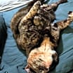 Thumbnail photo of Chiquita #4