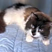 Thumbnail photo of Winston #2