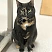 Thumbnail photo of Chloe #1