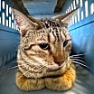 Thumbnail photo of Leo #1