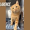 Thumbnail photo of Clarence #1