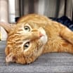 Thumbnail photo of Clarence #2