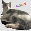 Thumbnail photo of Molly #snugglicious #4