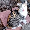 Thumbnail photo of Peachy #4