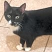 Thumbnail photo of Socks #2