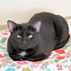 Thumbnail photo of Amore #1