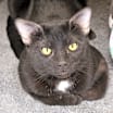 Thumbnail photo of Amore #2