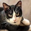 Thumbnail photo of Ralphie #2