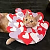 Thumbnail photo of Mario #3
