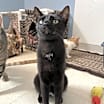 Thumbnail photo of Poe #2
