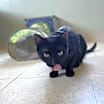 Thumbnail photo of Poe #3