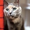 Thumbnail photo of Luna #1