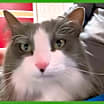 Thumbnail photo of Georgie #1
