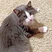 Thumbnail photo of Georgie #2
