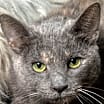 Thumbnail photo of Blanche #1