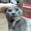 Thumbnail photo of Blanche #2