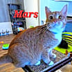 Thumbnail photo of Mars #1