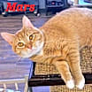 Thumbnail photo of Mars #2