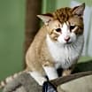 Thumbnail photo of Gilbert #1