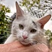 Thumbnail photo of Chaz #1