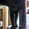 Thumbnail photo of Luna #3