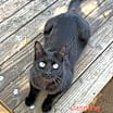 Thumbnail photo of Jasmine #2
