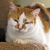 Thumbnail photo of Mittsy #2